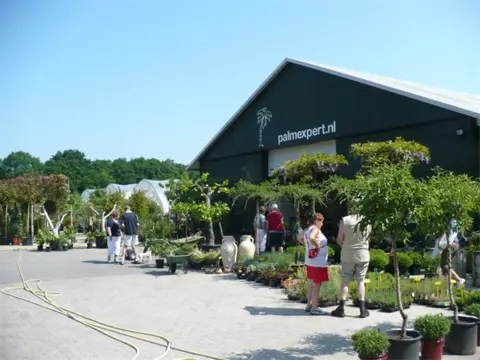 Olijfbomen, Palmbomen, Vijgenbomen, Leischermen, Leibomen.