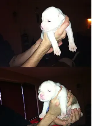 6 amerikaanse bulldog pups