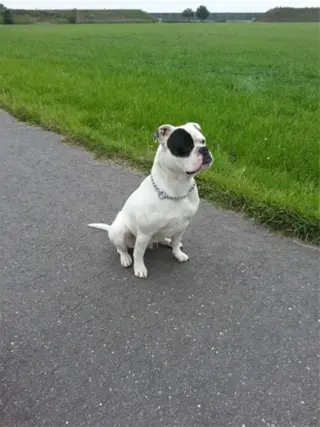 Mooie amerikaanse bulldog pups uit sterke bloedlijnen