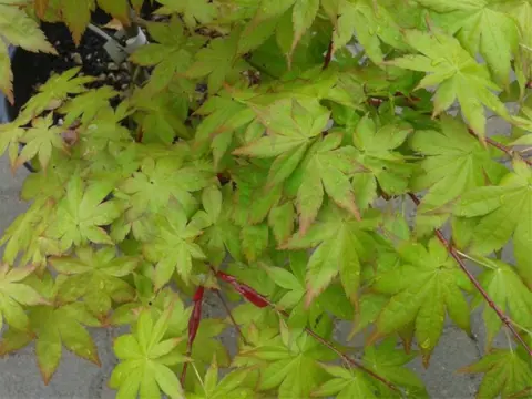 Acer palmatum Summergold