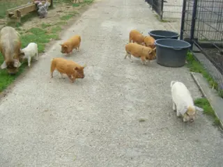 Kune kune biggen te koop