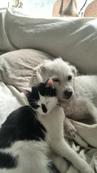 Charlie 1 jaar vermist