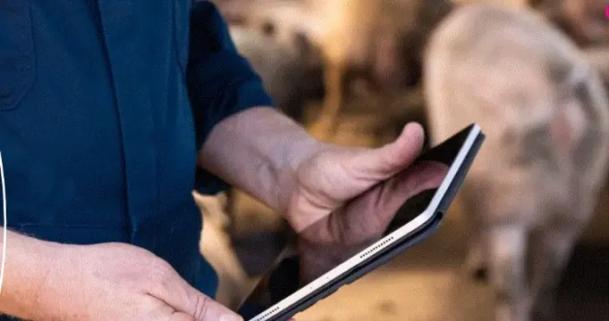 Farm Advies, financieel advies varkenshouderij