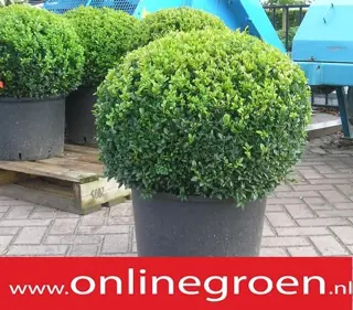 Buxus alle soorten kopen