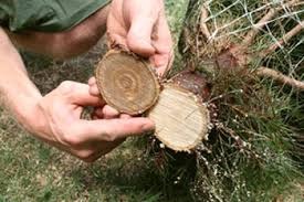 Kerstbomen Nordmann kerstboom grote Weesp Amsterdam