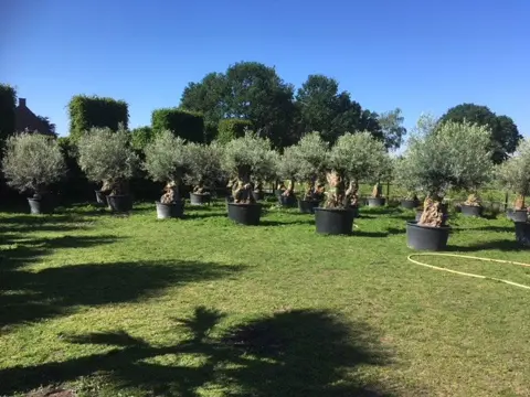 Hele mooie olijfbomen met oude stam