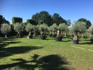 Hele mooie olijfbomen met oude stam