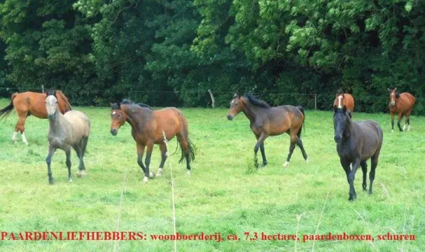 Paardenliefhebbers, rijhal, paardenboxen, landerijen