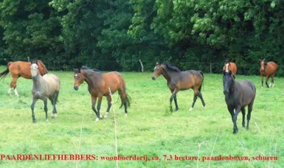 Paardenliefhebbers, rijhal, paardenboxen, landerijen