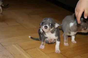 Mooie gezonde chihuahuapups