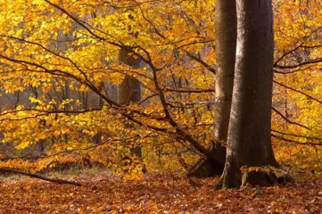 Nederigheid past ons allen...