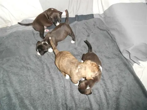 Mooie Pupp's