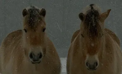 Ben je op zoek naar een evenwichtig leven?