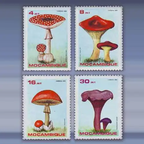 Paddestoelen (1986)