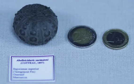 Zeeëgel - Schild - Abelleicidaris saemanni (cotteau 1857)