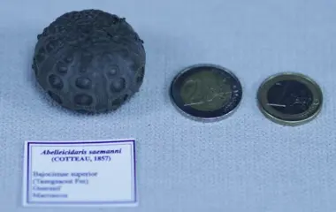 Zeeëgel - Schild - Abelleicidaris saemanni (cotteau 1857)