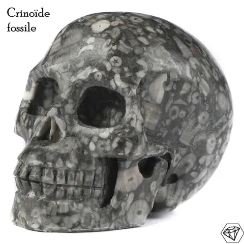 Crinoide - Schedel - fossile crinoïde ( Amas de lys de mer