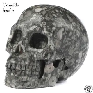 Crinoide - Schedel - fossile crinoïde ( Amas de lys de mer