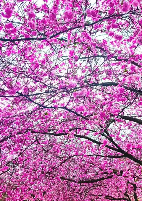 Viet Ha Tran - Sakura I