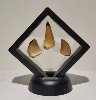 Mosasaurus - Tand - 10×10×5 cm