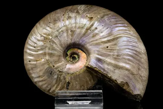 Ammoniet - Iriserende schelp - Cleoniceras sp. - 109×89×27