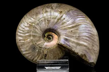 Ammoniet - Iriserende schelp - Cleoniceras sp. - 109×89×27