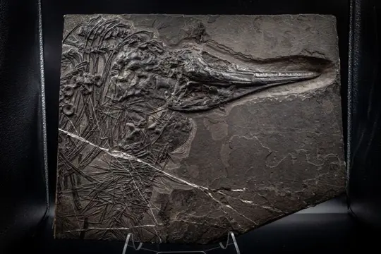 Fossiel - Schedel - Mixosaurus - 5×35×43 cm