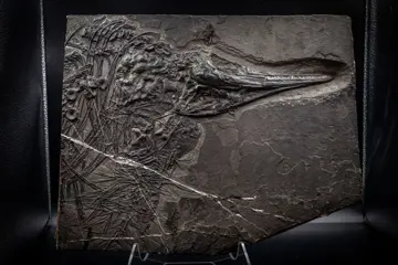 Fossiel - Schedel - Mixosaurus - 5×35×43 cm