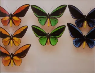 Paul Huf (1924-2002) - "butterflies"