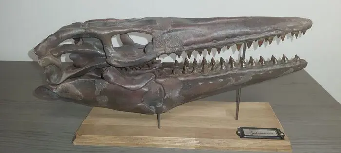 Tylosaurus - Replica skull- Mosasauridae - Replica -