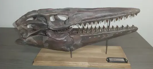 Tylosaurus - Replica skull- Mosasauridae - Replica -