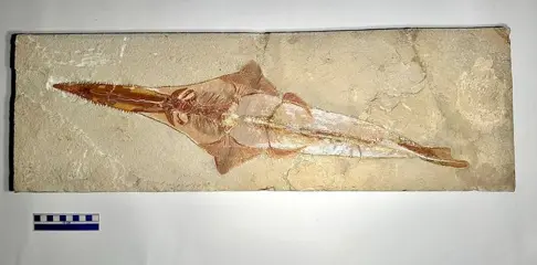 Vis - Fantastico Libanopristis - 69.5×22×3.5 cm