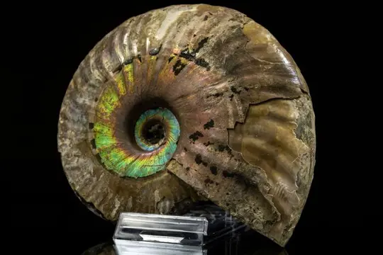 Ammoniet - Iriserende schelp - Cleoniceras besaiei -