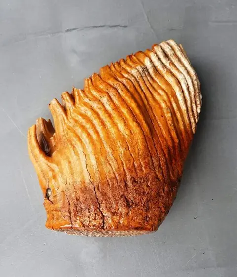 Wolharige mammoet - *gold* Enorme Tand - 33×21×8 cm