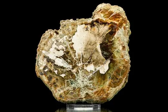 Fossiel hout - Xylode opaal - 210×184×18 mm