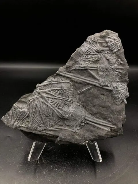 Fossiel - Op matrix - Crinoidea - 2×15×18 cm