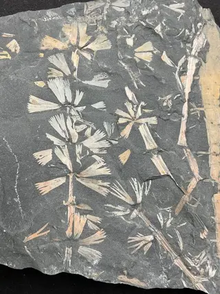 Verbazingwekkend kleurrijk plantenfossiel - Op matrix -