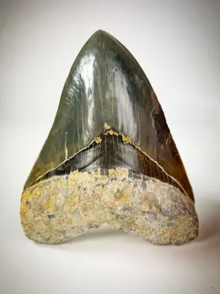 Megalodon - MUSEUM QUALITY - Megalodon Tooth "Dark Mist"