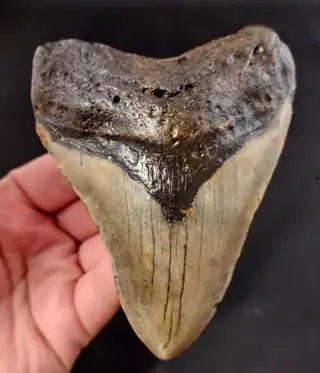 Megalodon - Tand - USA BEAUTIFUL MEGALODON TOOTH - South