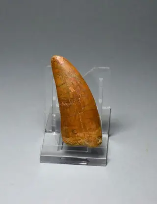 Mooie dinosaurustand van 6,2 cm - Carcharodontosaurus