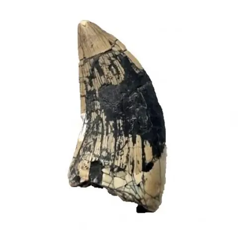 Dinosaurus - Tand - spinostropheus gautieri - 3.8×1×1 cm