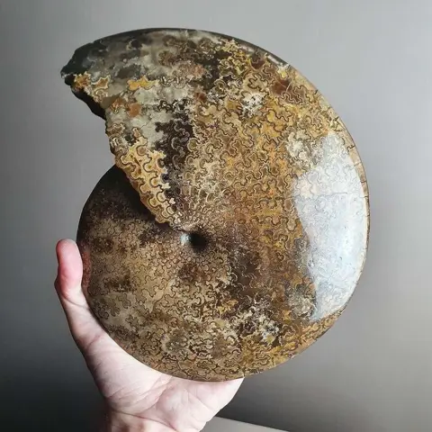 Ammoniet - Schelp - Sphenodiscus