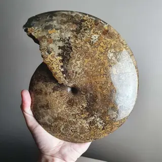 Ammoniet - Schelp - Sphenodiscus