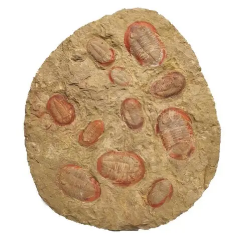 Trilobiet - Schild - Asaphelus fezouatensis - 23×19×4 cm