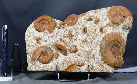 Extra mooie meervoudige Ammonieten plaat - op originele