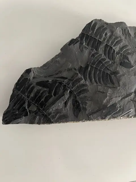 Op originele matrix - Neuropteris cf. - 20×11.5×2.5 cm