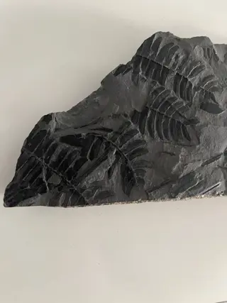 Op originele matrix - Neuropteris cf. - 20×11.5×2.5 cm