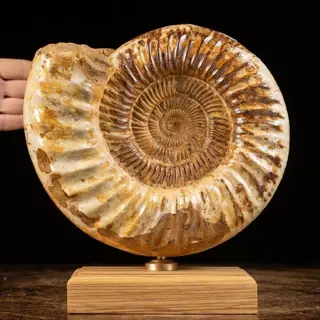 Ammoniet Douvilleiceras op basisontwerp - Douvilleiceras -