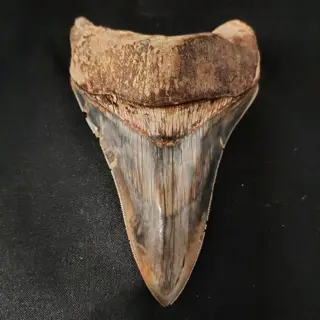 Megalodon - Tand - super rare MEGALODON TOOTH -