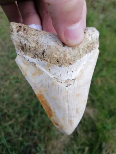 White Tooth Megalodon Fantastisch &amp; Zeldzaam!! - Tand -